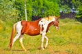 Appaloosa horse on standing grass field,beautiful view of Arabian horse,Nice young appaloosa horse running,brown horse beautiful Royalty Free Stock Photo