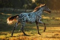 Appaloosa horse at sunrise Royalty Free Stock Photo