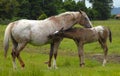 Appaloosa mare & foal