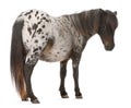 Appaloosa Miniature horse, Equus caballus Royalty Free Stock Photo