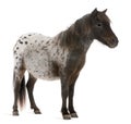 Appaloosa Miniature horse, Equus caballus, 2 years old