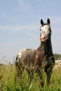 Appaloosa portrait Royalty Free Stock Photo