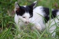 Apparently cats also like to eat grass Royalty Free Stock Photo