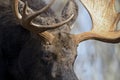 Appealing bull moose close up highlights brown eye and paddled antlers