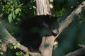 Black Bear Cub Tree Sitting Royalty Free Stock Photo