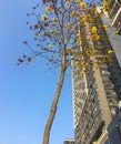 The appearance of a building with a tree full of yellow flowers