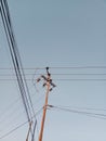 Appearance of Electrical Poles