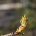 The appearance of the first young leaves from the chestnut kidney.