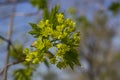 Green flowers of the maple on the branches of the tree.