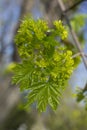 Green flowers of the maple on the branches of the tree.