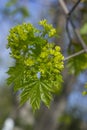 Green flowers of the maple on the branches of the tree.
