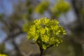 Green flowers of the maple on the branches of the tree.