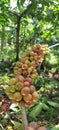 appearance of fresh orange half-ripened coffee cherries on the stem robusta type, Indonesia asia Royalty Free Stock Photo