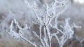 The appearance of frost on the branches of plants.