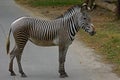 The appearance of a gallant zebra.