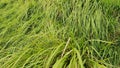 the appearance of grass that survives the wind Royalty Free Stock Photo