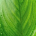 Appearance of parallel leaf veins on turmeric leaves Royalty Free Stock Photo