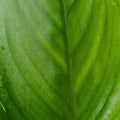 Appearance of parallel leaf veins on turmeric leaves Royalty Free Stock Photo