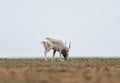 The appearance of a powerful male during the rut. Saiga tatarica is listed in the Red Book