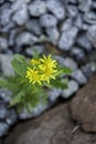 Wild daisies. Royalty Free Stock Photo