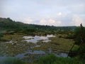 the appearance of a swamp that is starting to be covered by water plants