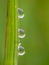the appearance of three grains of dew on a rice leaf on a green background