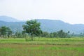 View of trees and hills from the rice fields Royalty Free Stock Photo