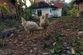 The appearance of two white chickens in a simple village atmosphere.