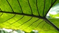 the underside of the leaf of the taro plant