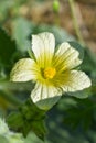 Bryony flower (The common names red bryony and white bryony)