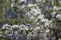 Appel blossom close up in spring. The  Tree. Macro. Royalty Free Stock Photo