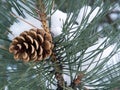 Appel-pine