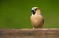 Appelvink, Hawfinch, Coccothraustes coccothraustes Royalty Free Stock Photo