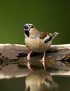 Appelvink, Hawfinch, Coccothraustes coccothraustes Royalty Free Stock Photo