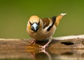 Appelvink, Hawfinch, Coccothraustes coccothraustes Royalty Free Stock Photo