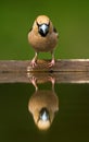 Appelvink, Hawfinch, Coccothraustes coccothraustes Royalty Free Stock Photo