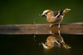 Appelvink, Hawfinch, Coccothraustes coccothraustes Royalty Free Stock Photo