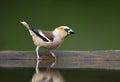 Appelvink, Hawfinch, Coccothraustes coccothraustes Royalty Free Stock Photo