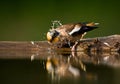 Appelvink, Hawfinch, Coccothraustes coccothraustes Royalty Free Stock Photo