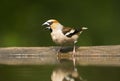 Appelvink, Hawfinch, Coccothraustes Coccothraustes Royalty Free Stock Photo