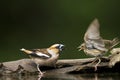 Appelvink, Hawfinch, Coccothraustes Coccothraustes Royalty Free Stock Photo