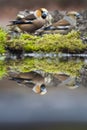 Appelvink, Hawfinch, Coccothraustes coccothraustes Royalty Free Stock Photo