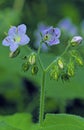 Appendaged Waterleaf   44879 Royalty Free Stock Photo