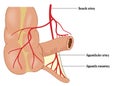 Appendicular blood supply