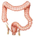 Appendix, Colon and Rectum