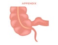 Appendix illustration / stomach