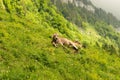 Appenzell, Switzerland, June 13, 2021 Cow is chilling on a green field in the alps