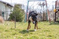 Appenzeller Mountain dog shaking his head Royalty Free Stock Photo