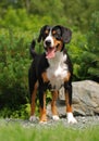 The Appenzeller Sennenhund