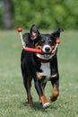 Appenzeller Sennenhund